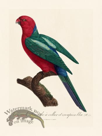 Barraband Parrot 055